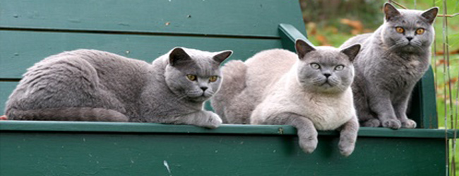 3 Katzen liegen auf einer grünen Bank
